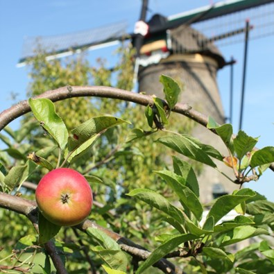Appelboom met molen in de achtergrond