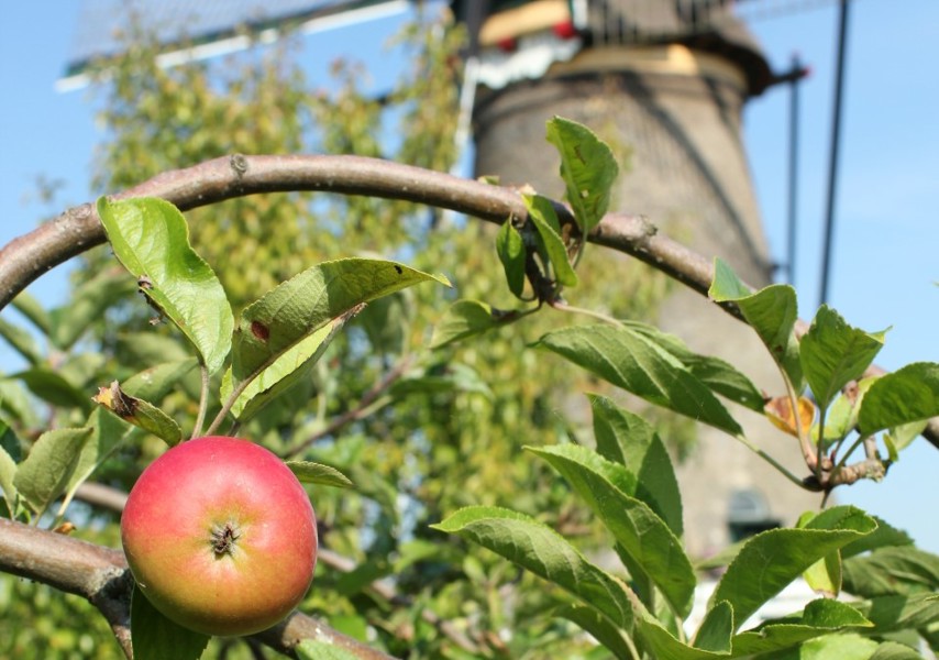 Appelboom met molen in de achtergrond