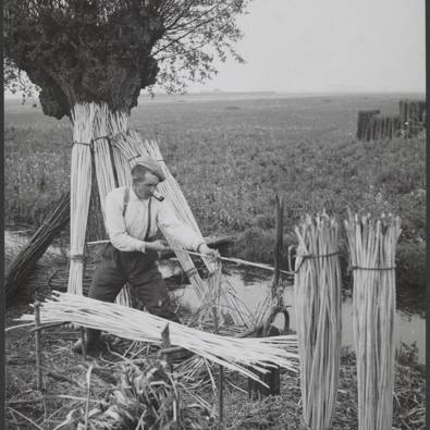 Zwartwitfoto van teenschillers aan de arbeid. De teenschiller trekt het groen houten tussen 2 grote staande messe door en de schil gaat van het hout af. Het geschilde hout wordt in bossen gebonden en gaat dan naar de hoepel-fabrieken