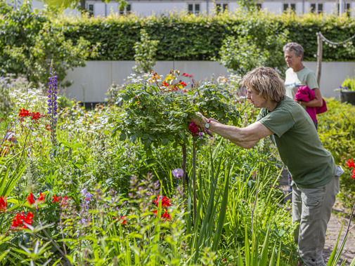 Vrijwilligers in de moestuin