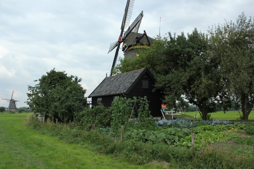 Schuurtje met groentetuin en molens op de achtergrond Kinderdijk